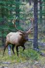 Bull elk walking through forest in the Canadian Rockies Art Print